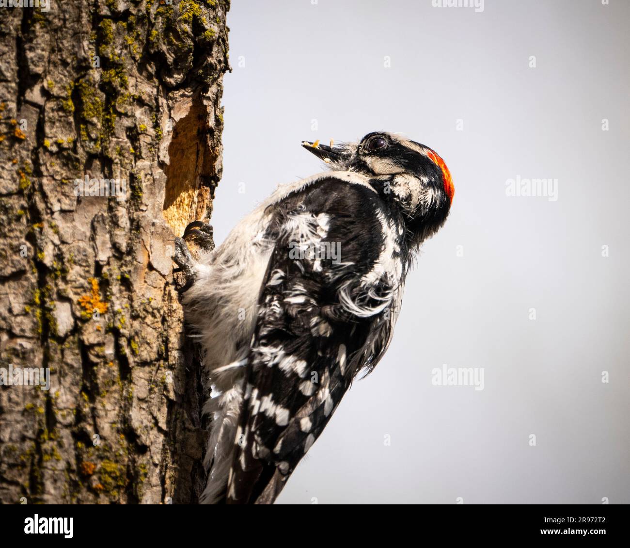 Downy Woodpecker che lavora al suo nido. Foto Stock