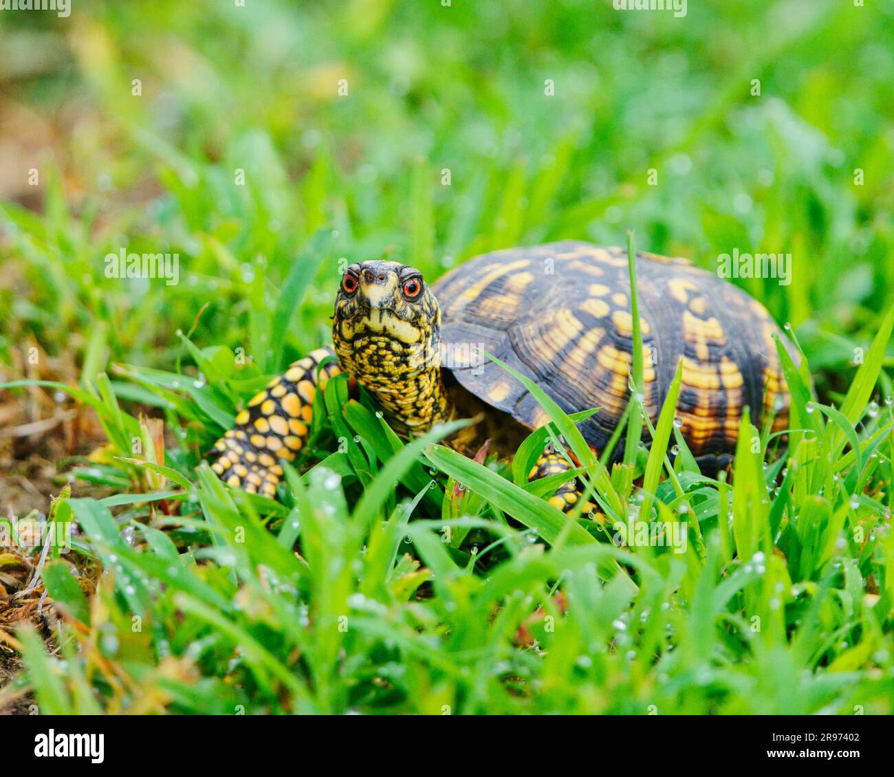 Un primo piano di una tartaruga orientale su un campo erboso verde brillante Foto Stock