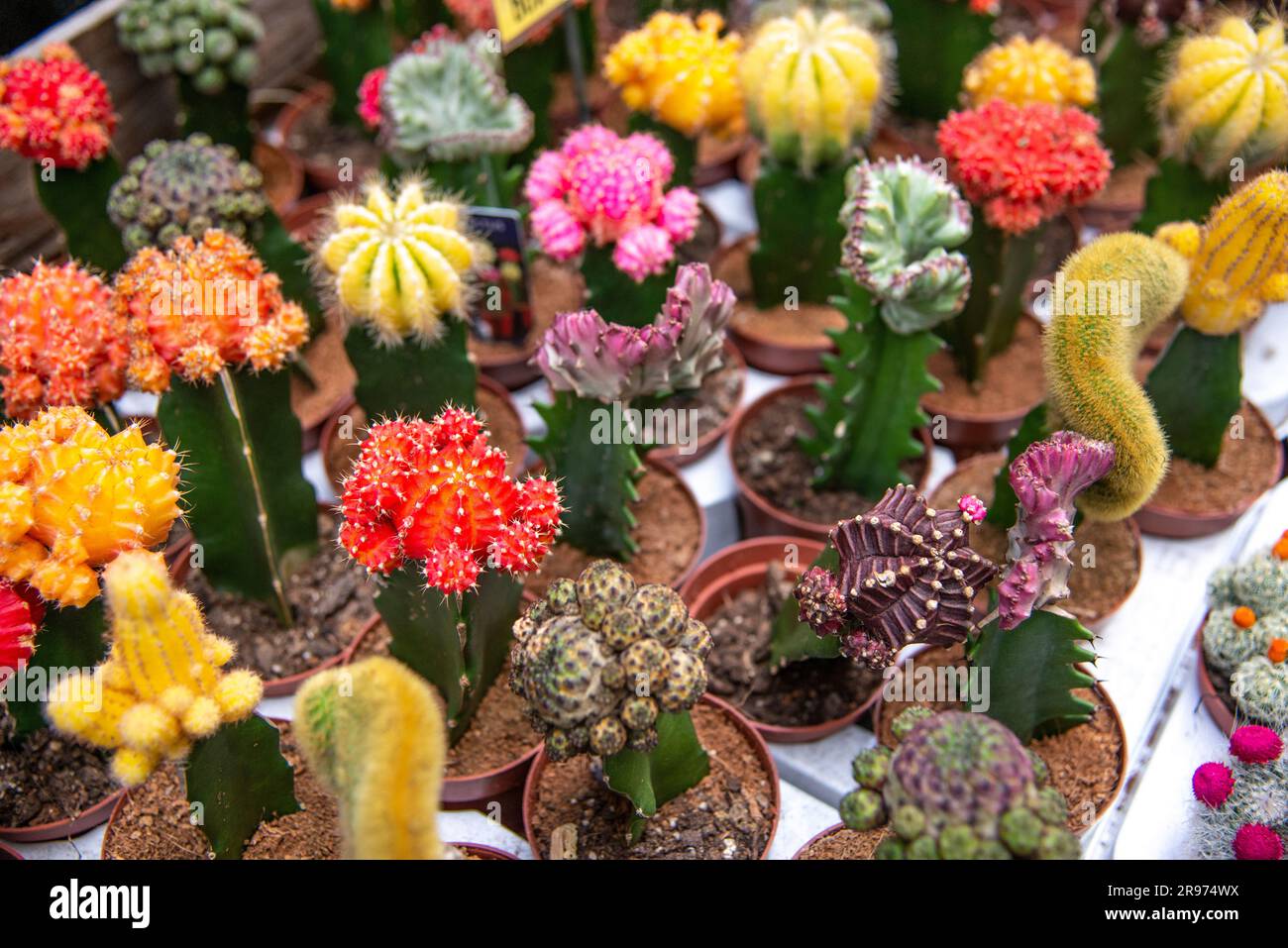 Piccoli cactus lunari in vendita al mercato dei fiori o al Bloemenmarkt di Amsterdam. Foto Stock