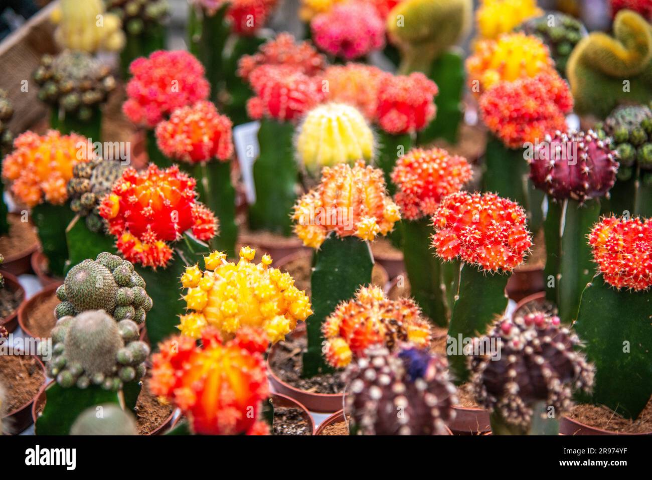 Piccoli cactus lunari in vendita al mercato dei fiori o al Bloemenmarkt di Amsterdam. Foto Stock