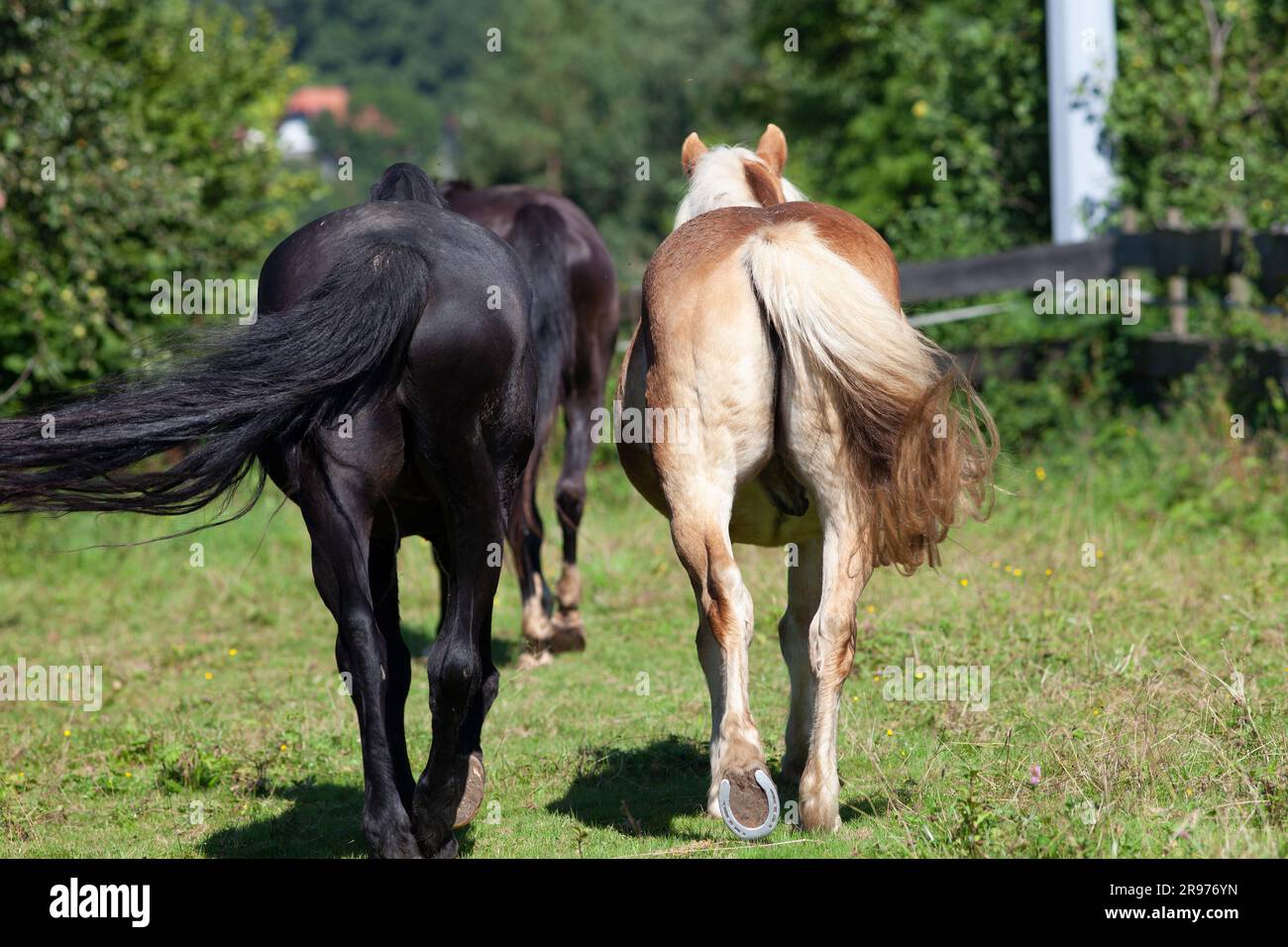 Due amici a cavallo camminano insieme in pascolo. Vista posteriore del cavallo Foto Stock