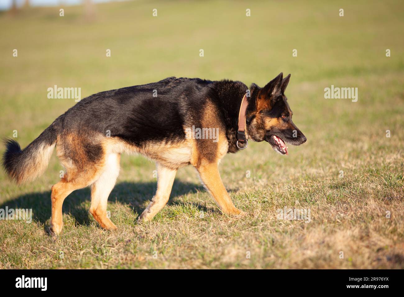 Il cane pastore tedesco corre libero sul prato Foto Stock