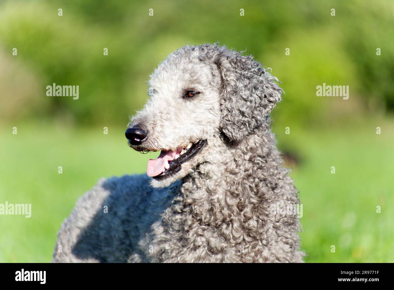 Cane barboncino ritratto. Naturale dei Capelli non tagliata Foto Stock