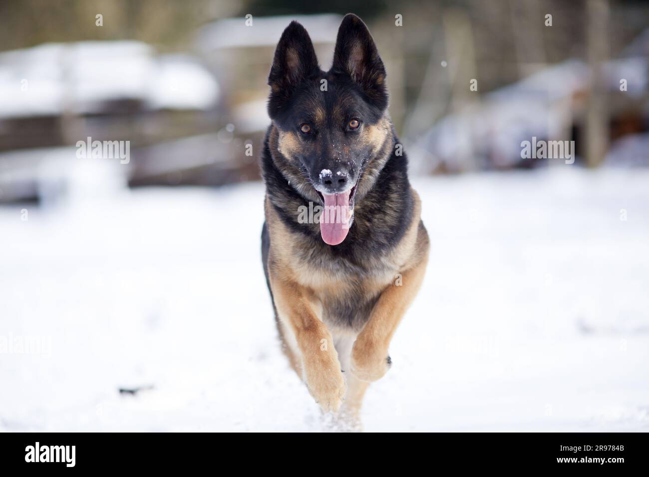Cane pastore tedesco che salta. Il cane gioca e salta per prendere un giocattolo nella neve frontale invernale Foto Stock