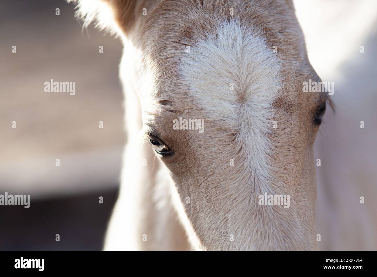 palomino faccia da puledro, occhi da vicino Foto Stock