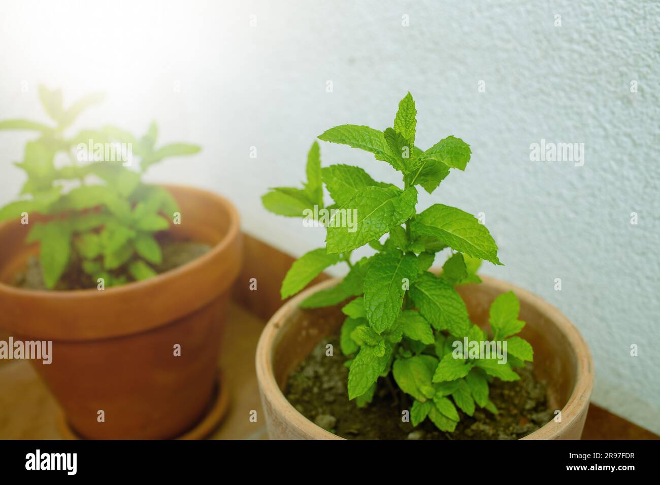 Erbe fresche di menta in pentola sul balcone. Foto di alta qualità Foto Stock