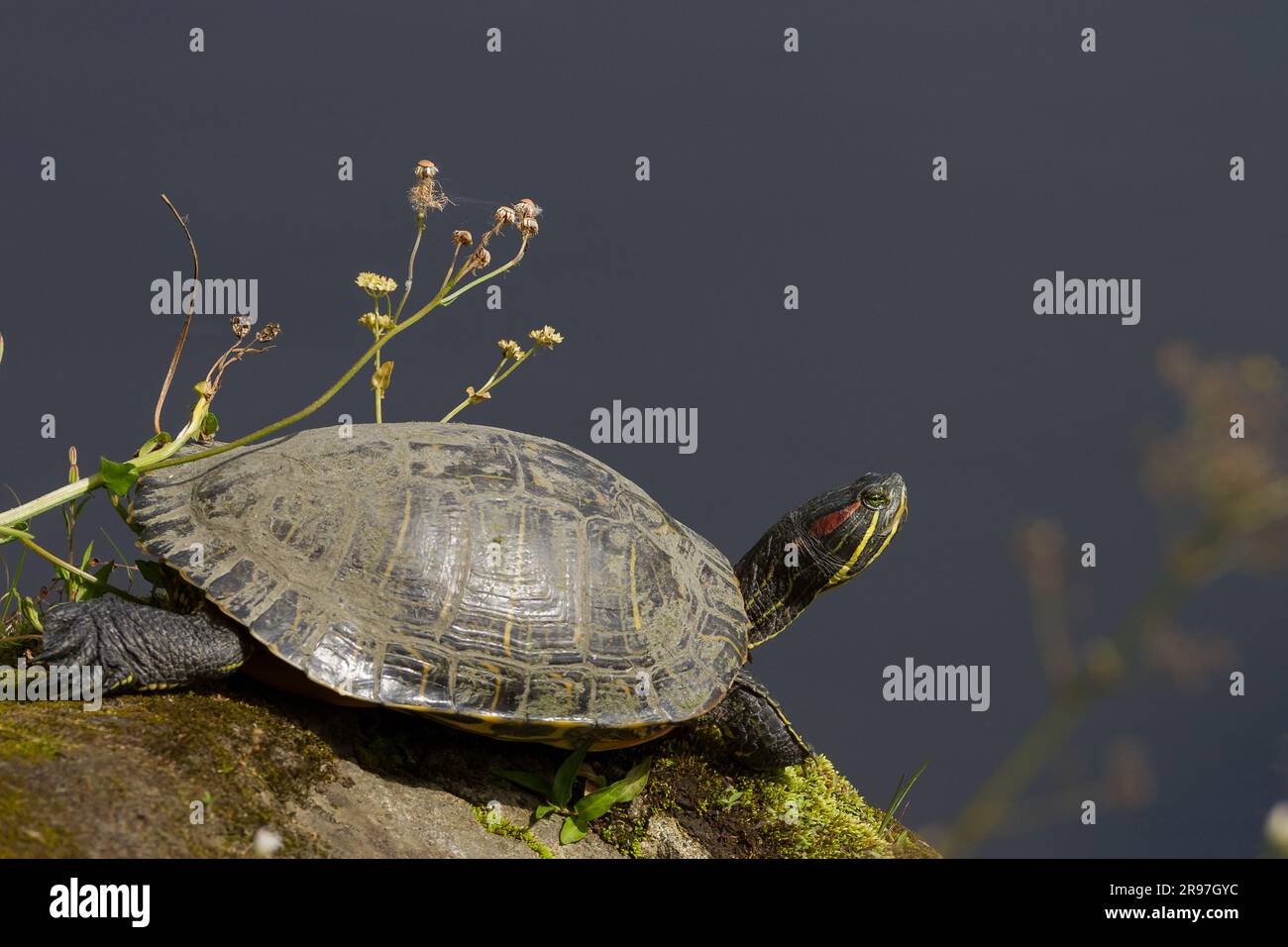Un cursore dalle orecchie rosse o un terrapino dalle orecchie rosse (Trachemys scripta elegans) che si crogiolano su una roccia accanto a uno stagno in un parco a Kanagawa, Giappone. Foto Stock
