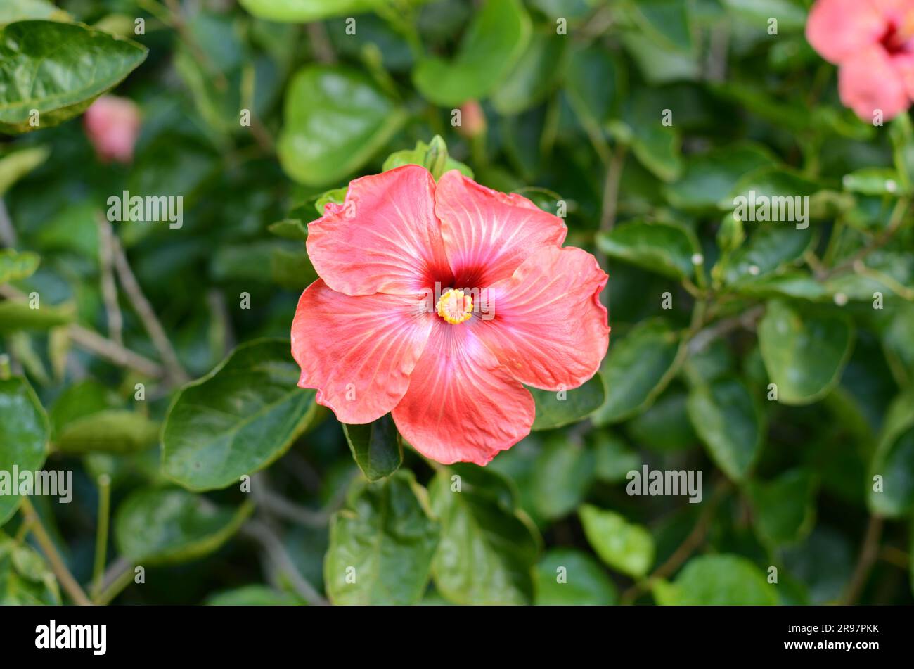 Fiore di ibisco rosso nei giardini botanici di Auckland. Foto Stock