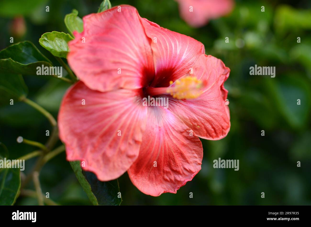 Fiore di ibisco rosso nei giardini botanici di Auckland. Foto Stock