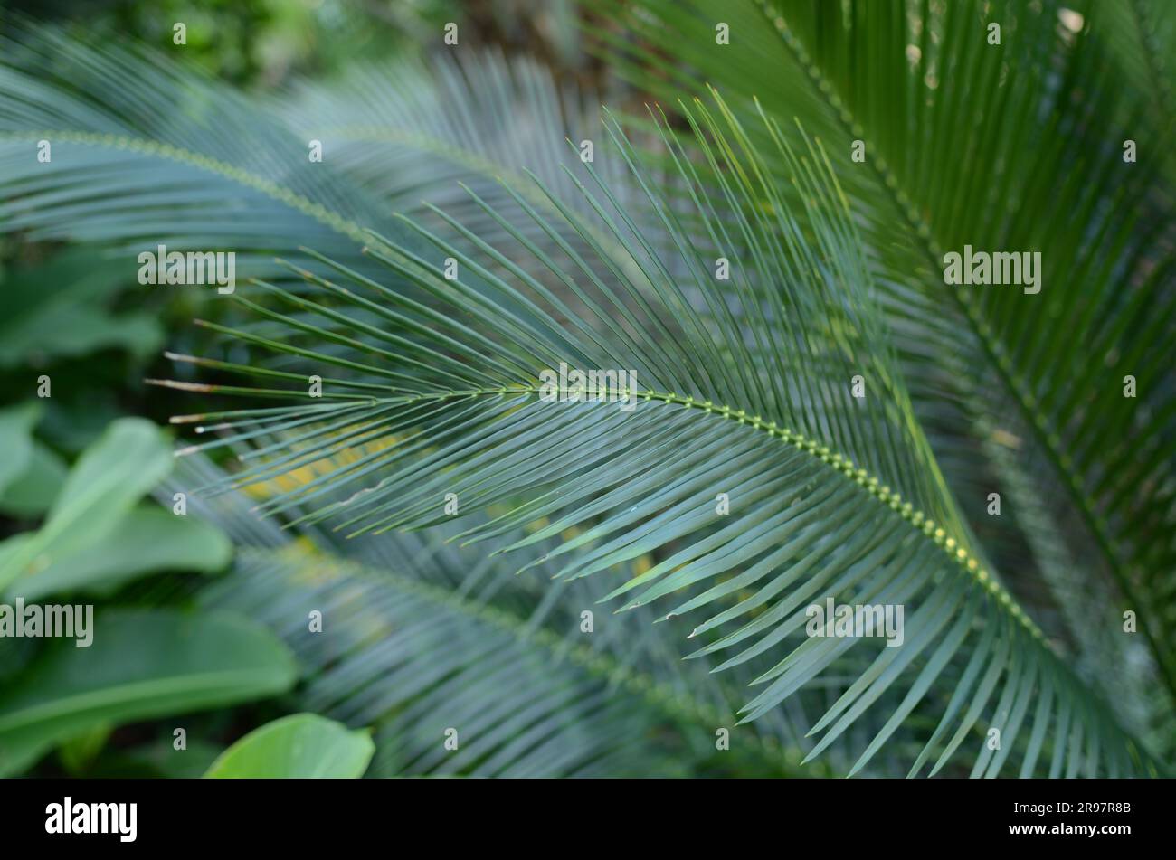 Palma nativa della nuova Zelanda Foto Stock