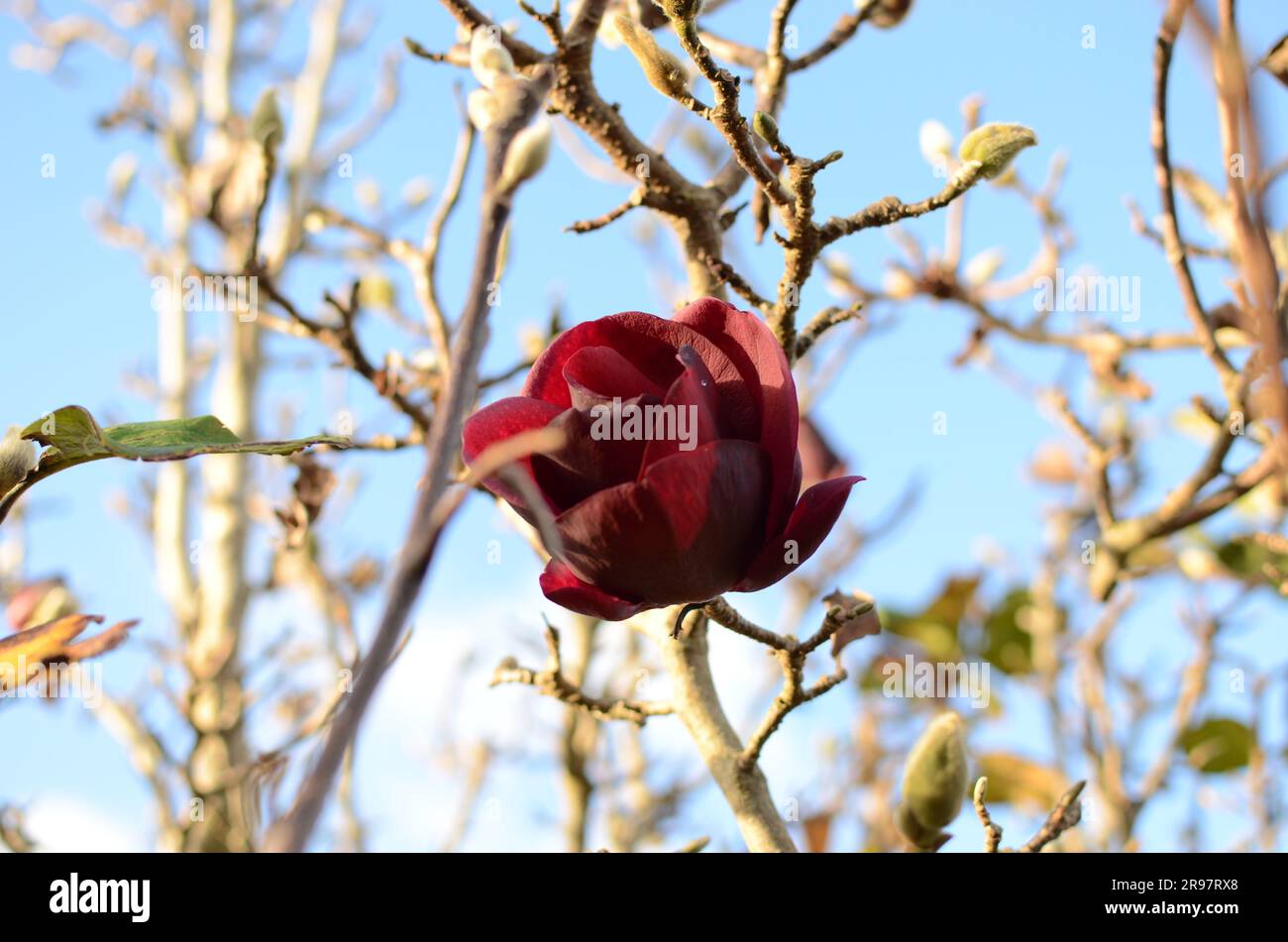 Burgandy Magnolia Flower Foto Stock