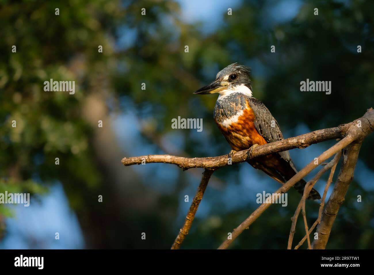 Amazonian Kingfisher arroccato su un ramo alto Foto Stock