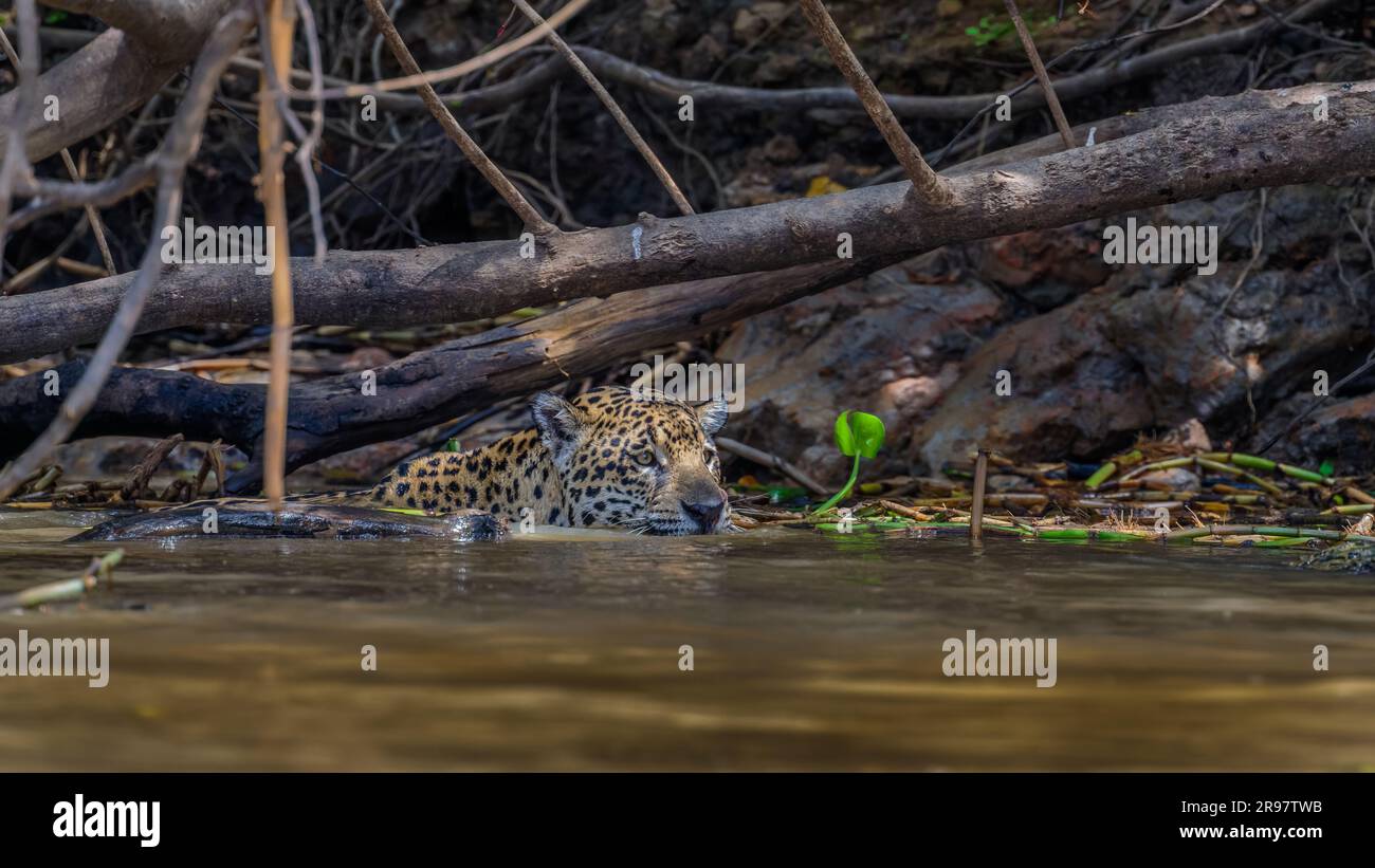 giaguaro che nuota nel fiume Cuiaba Foto Stock