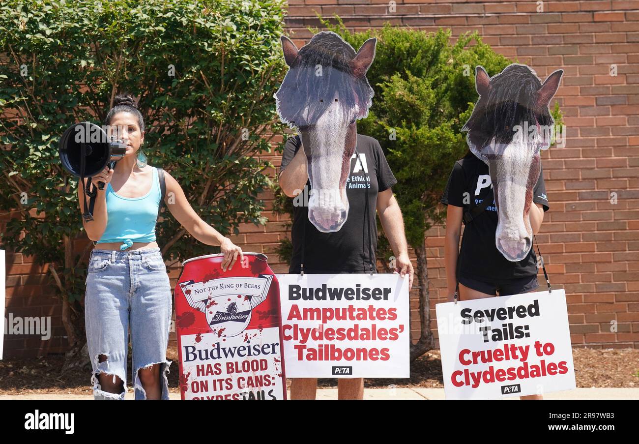 St Louis, Stati Uniti. 24 giugno 2023. I dimostranti PETA, alcuni che indossano maschere Clydesdales, gridano ai visitatori che visitano il Brewery Tour Center di St. Louis sabato 24 giugno 2023. Mentre PETA afferma che le ossa di Clydesdales sono tagliate e le code tagliate, il che interrompe l'afflusso di sangue, causando alla fine la loro morte e la caduta da tutto, così i cavalli sembreranno un certo modo quando agganciati a un carro della birra. Foto di Bill Greenblatt/UPI credito: UPI/Alamy Live News Foto Stock