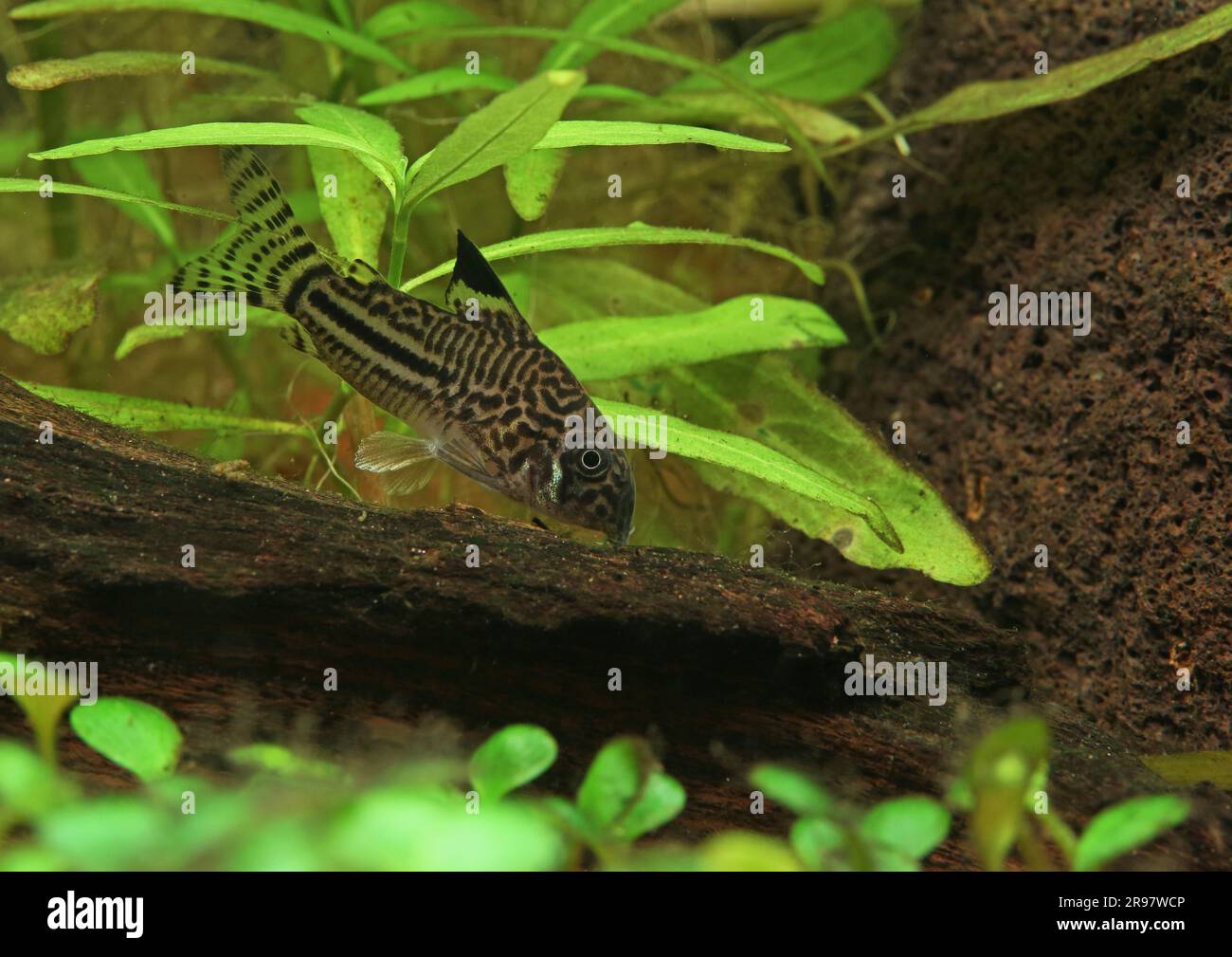 Julii corydoras [ Corydoras trilineatus ] in un acquario domestico piantato Foto Stock