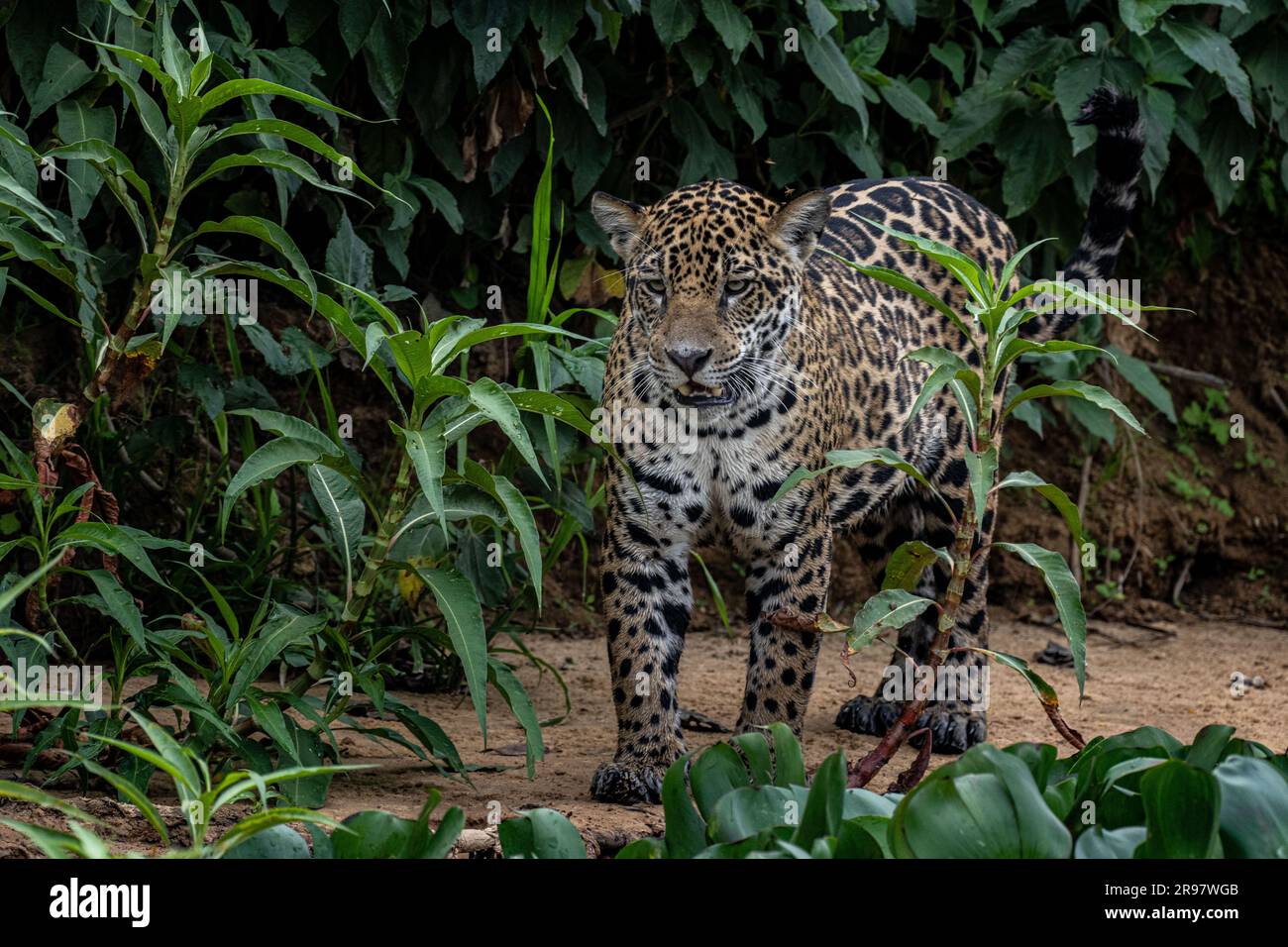 Jaguar scuote la testa dopo una nuotata nel fiume Foto Stock