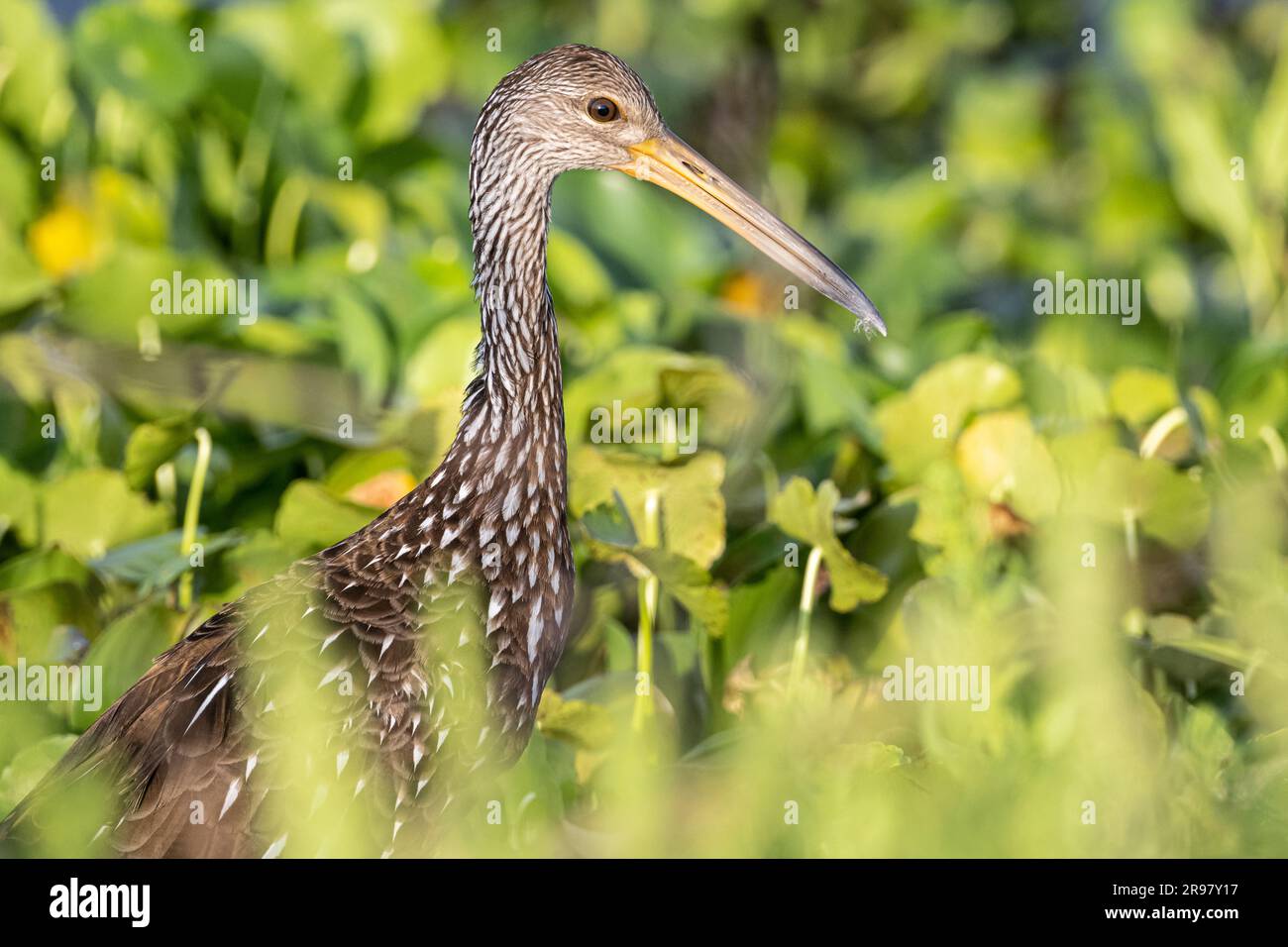 Limpkin (Aramus guarauna) al Paynes Prairie Preserve state Park a Micanopy, Florida, vicino a Gainesville. (USA) Foto Stock