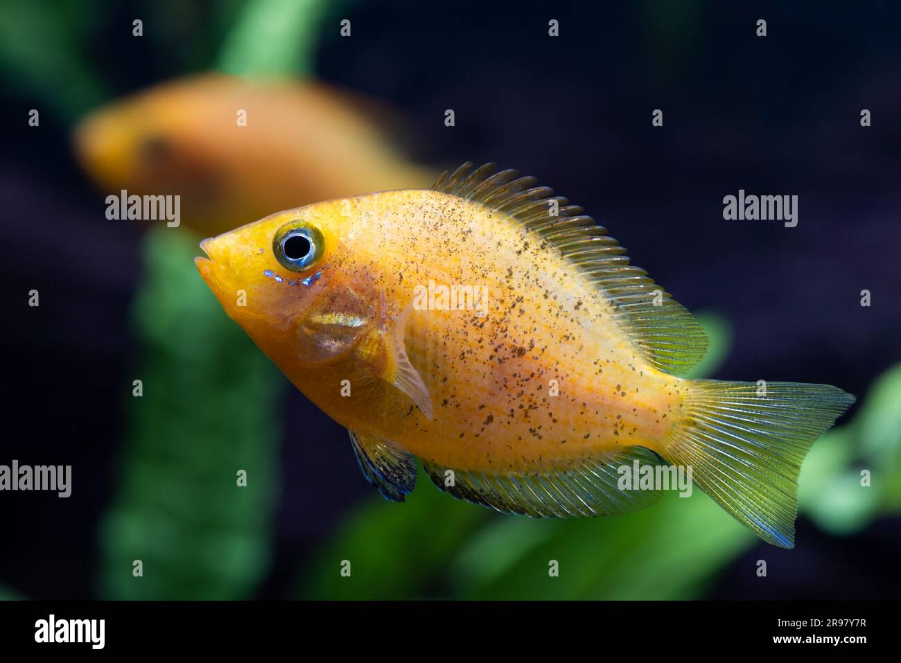 Cromide arancione [ Etroplus maculatus ] in acquario domestico di acqua salmastra Foto Stock