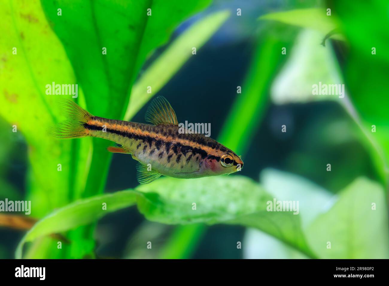 Ciliegia Barb [ Puntius titteya ] in acquario piantato Foto Stock