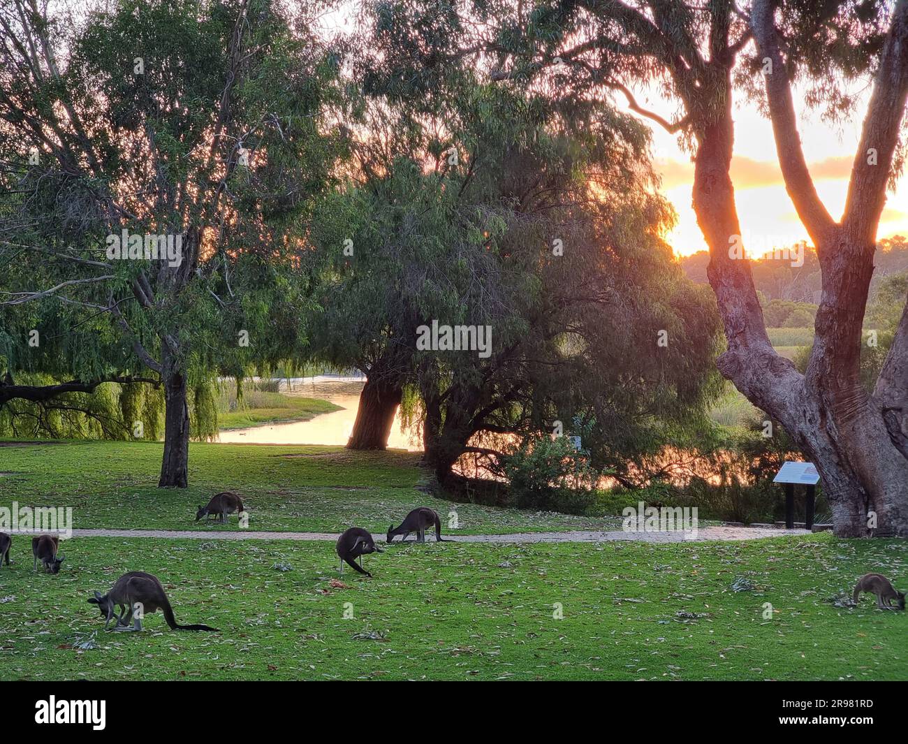 Canguri che mangiano in un parco al tramonto Foto Stock