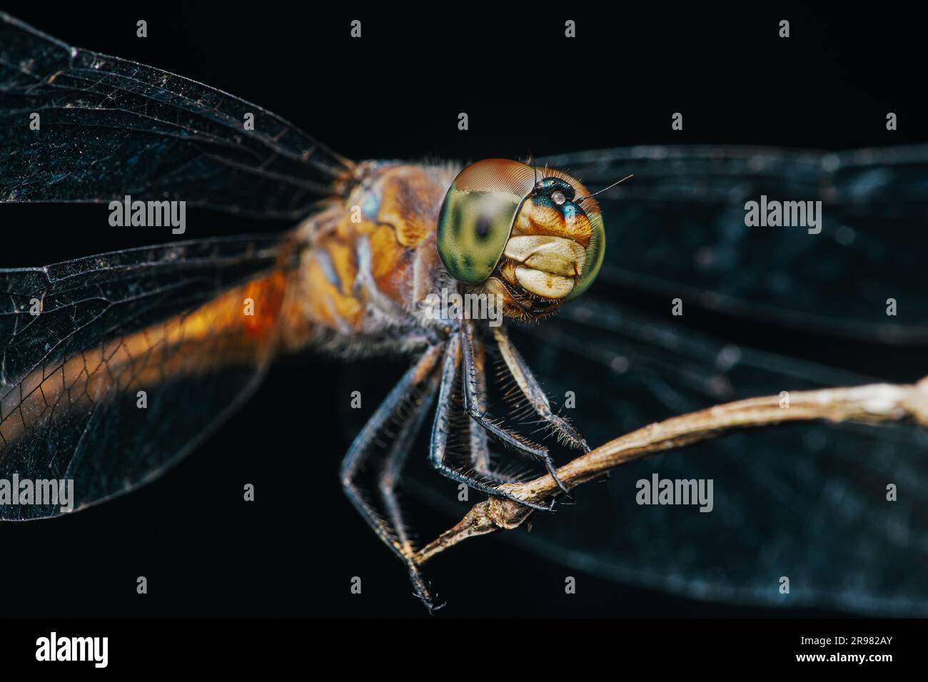 Una libellula arroccata su un ramo di albero e sfondo naturale, fuoco selettivo, macro di insetto, insetto colorato in Thailandia. Foto Stock