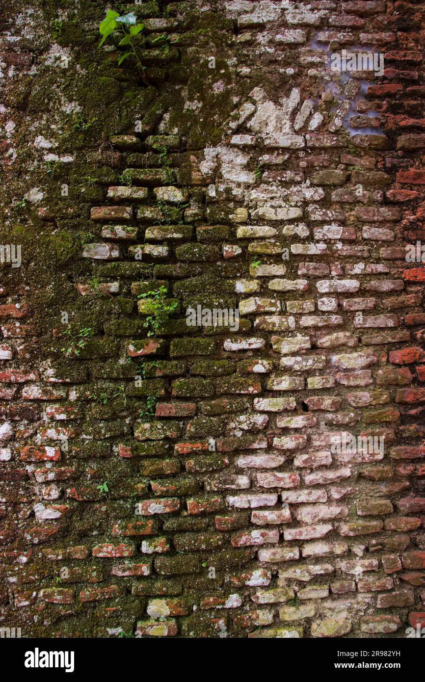 Vecchio muro di mattoni con muschio verde e licheni. Sfondo astratto Foto Stock