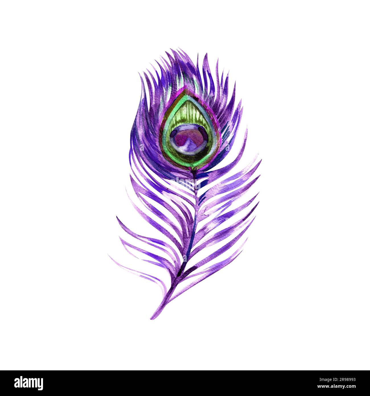 piume pavone acquerello su sfondo bianco, colore viola Foto Stock