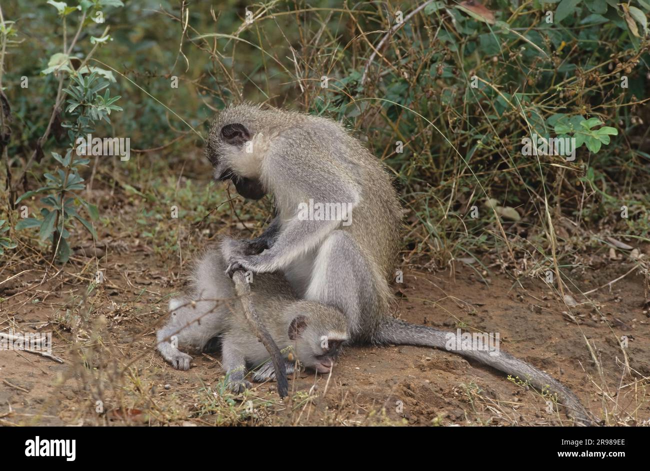 La scimmia vervet (Chlorocebus pygerythrus), o semplicemente vervet, è una scimmia del Vecchio mondo della famiglia Cercopithecidae originaria dell'Africa.[ Foto Stock