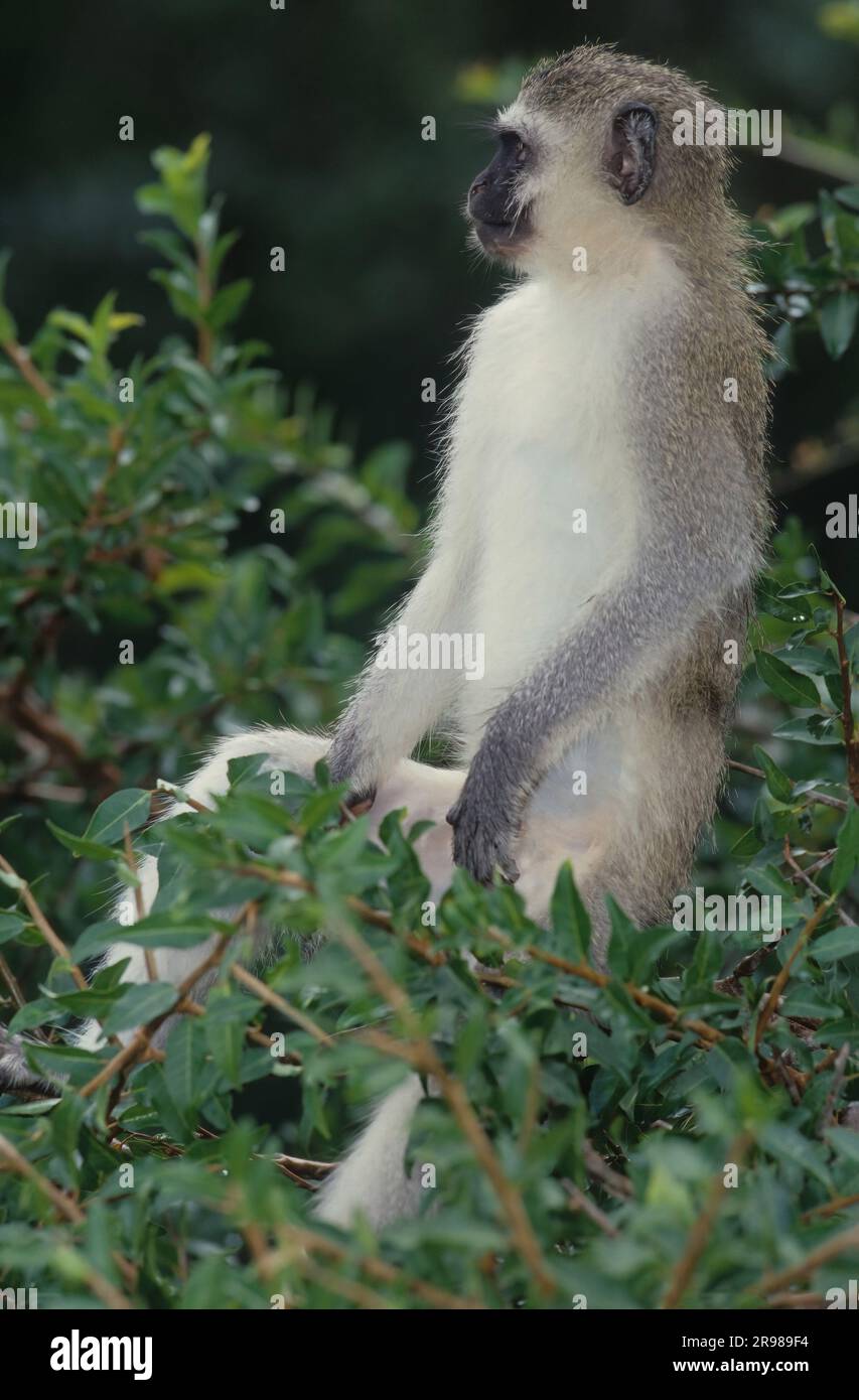 La scimmia vervet (Chlorocebus pygerythrus), o semplicemente vervet, è una scimmia del Vecchio mondo della famiglia Cercopithecidae originaria dell'Africa.[ Foto Stock