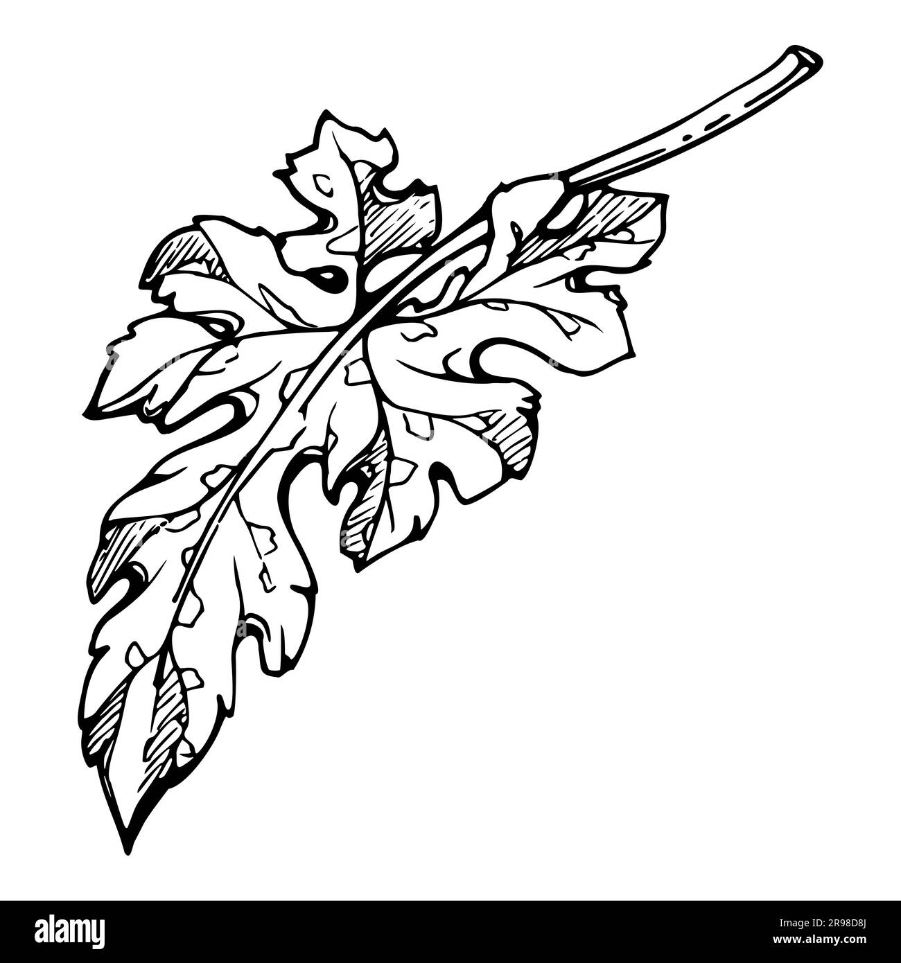 Foglia di zucca vettoriale disegnata a mano, fiore. Disegnare disegni illustrativi per il Ringraziamento, il raccolto e l'agricoltura. Oggetto isolato, contorno. Progettazione per Immagine e Vettoriale - Alamy