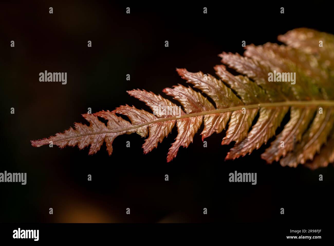 Un'immagine sagomata di una foglia di felce sullo sfondo scuro Foto Stock