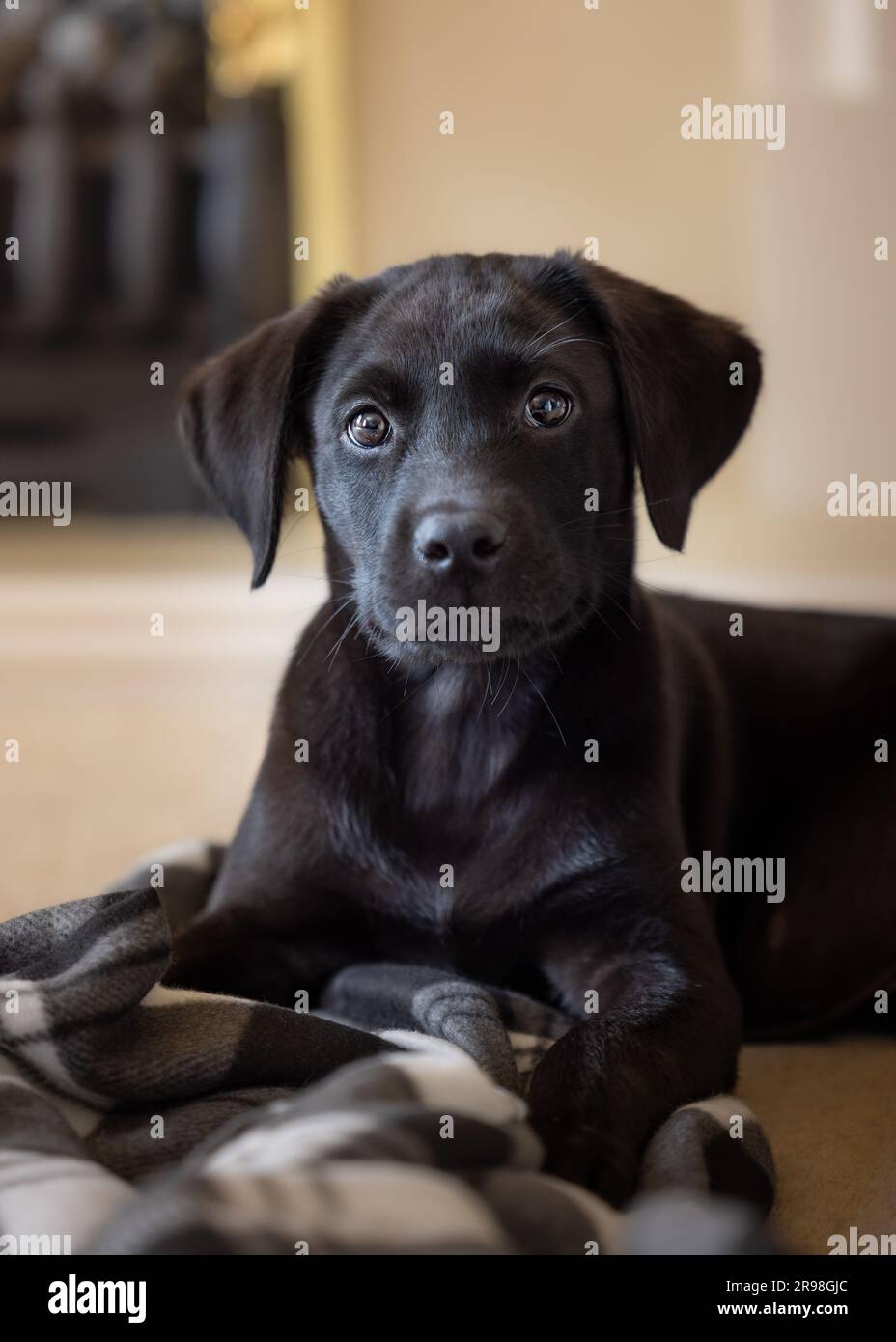Ritratto di un adorabile cucciolo Labrador nero di 11 settimane di pedigree in posizione sdraiata con coperta in un salotto con spazio per la copia Foto Stock
