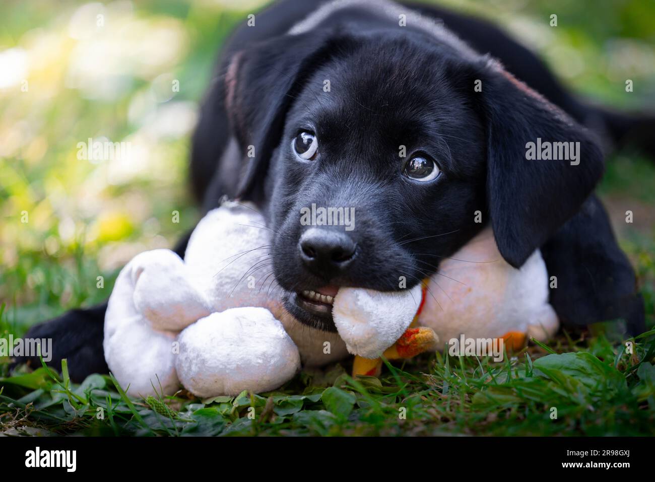 Ritratto di un adorabile cucciolo Labrador nero di 11 settimane di pedigree in posizione sdraiata masticando un giocattolo in un giardino con spazio per le copie Foto Stock