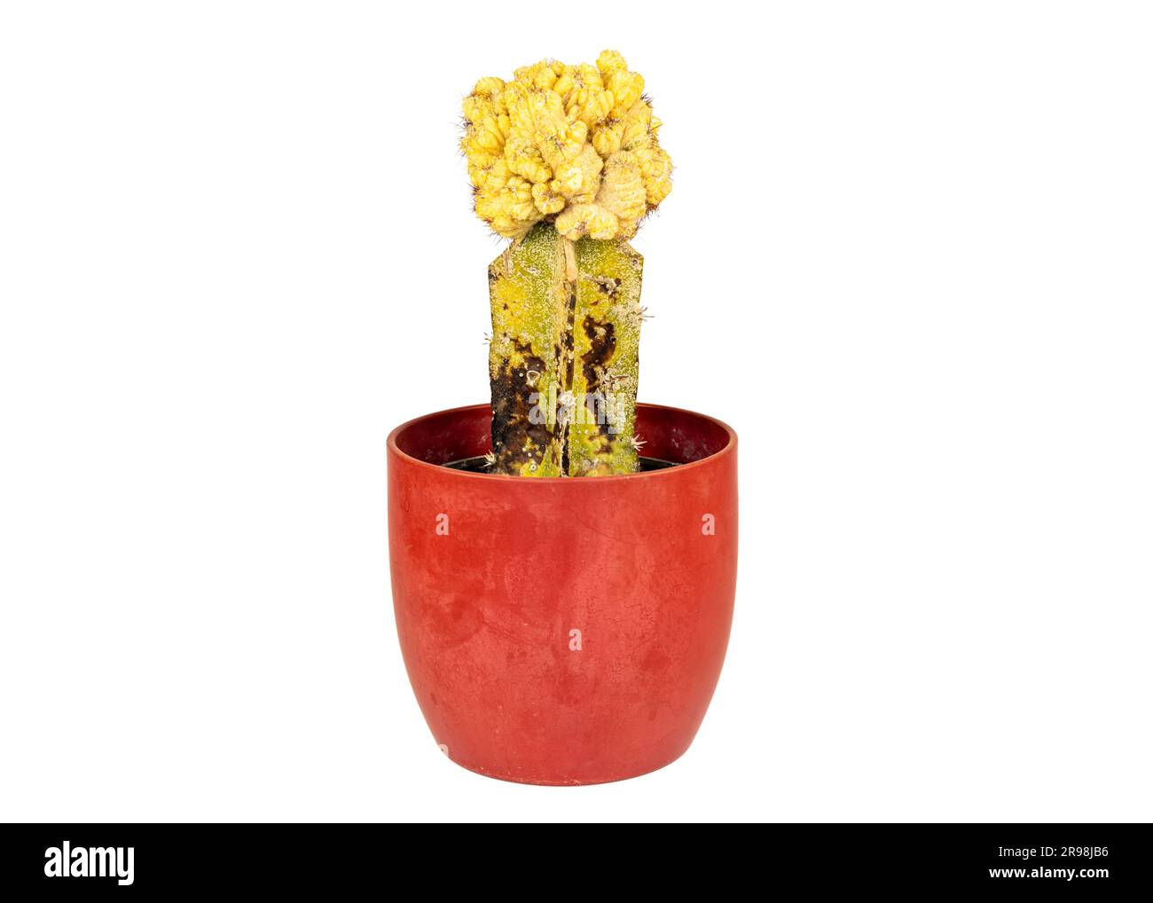 Cactus infettato con insetto di scala che succhia sap dalla pianta. Foto Stock