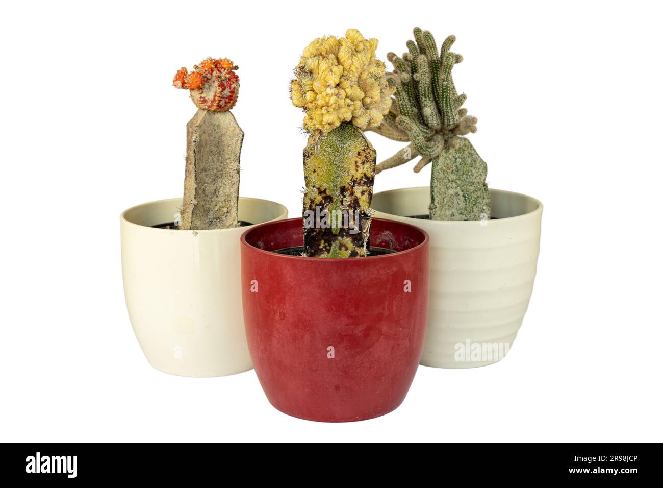 Cactus con insetto in scala isolato su sfondo bianco Foto Stock