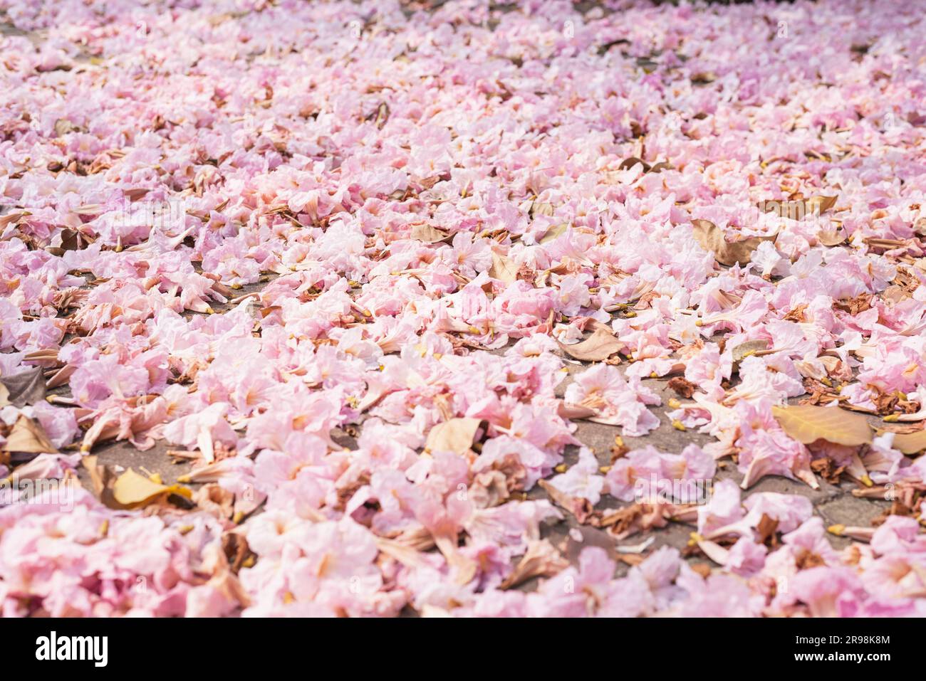 Primo piano di una strada coperta di fiori caduti. Fiore di tromba rosa a Bangkok. Foto Stock