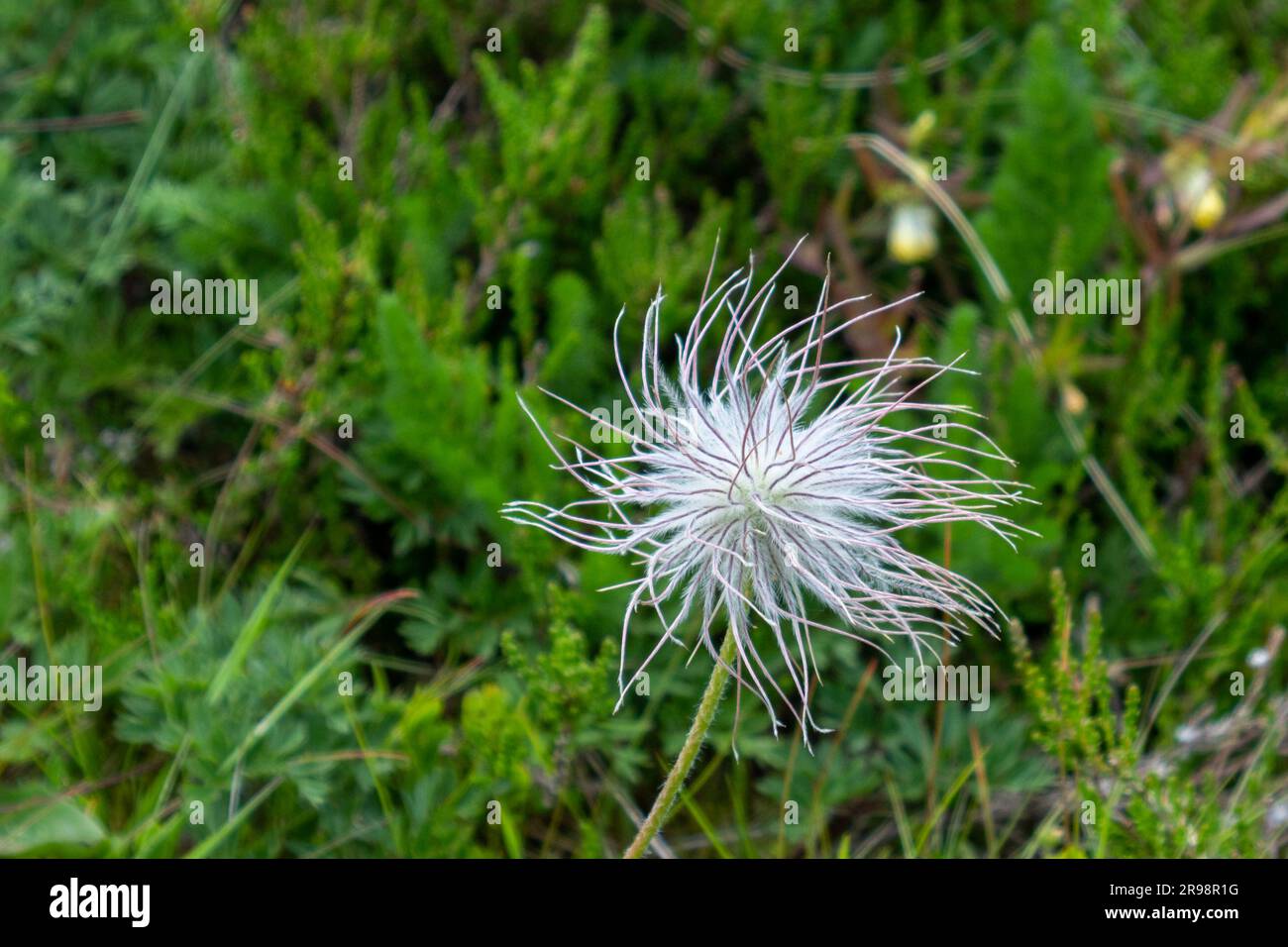 Pulsatilla vulgaris Pasqueflower testa di semi frutto di Pulsatilla alpina in Francia Foto Stock