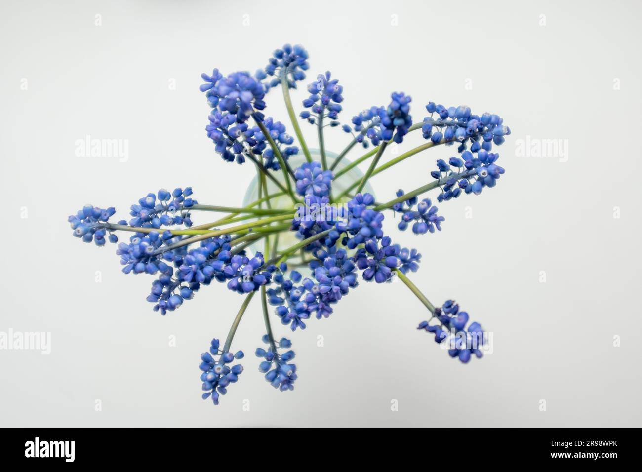 Muscari (piccolo bouquet dall'alto) su bianco Foto Stock