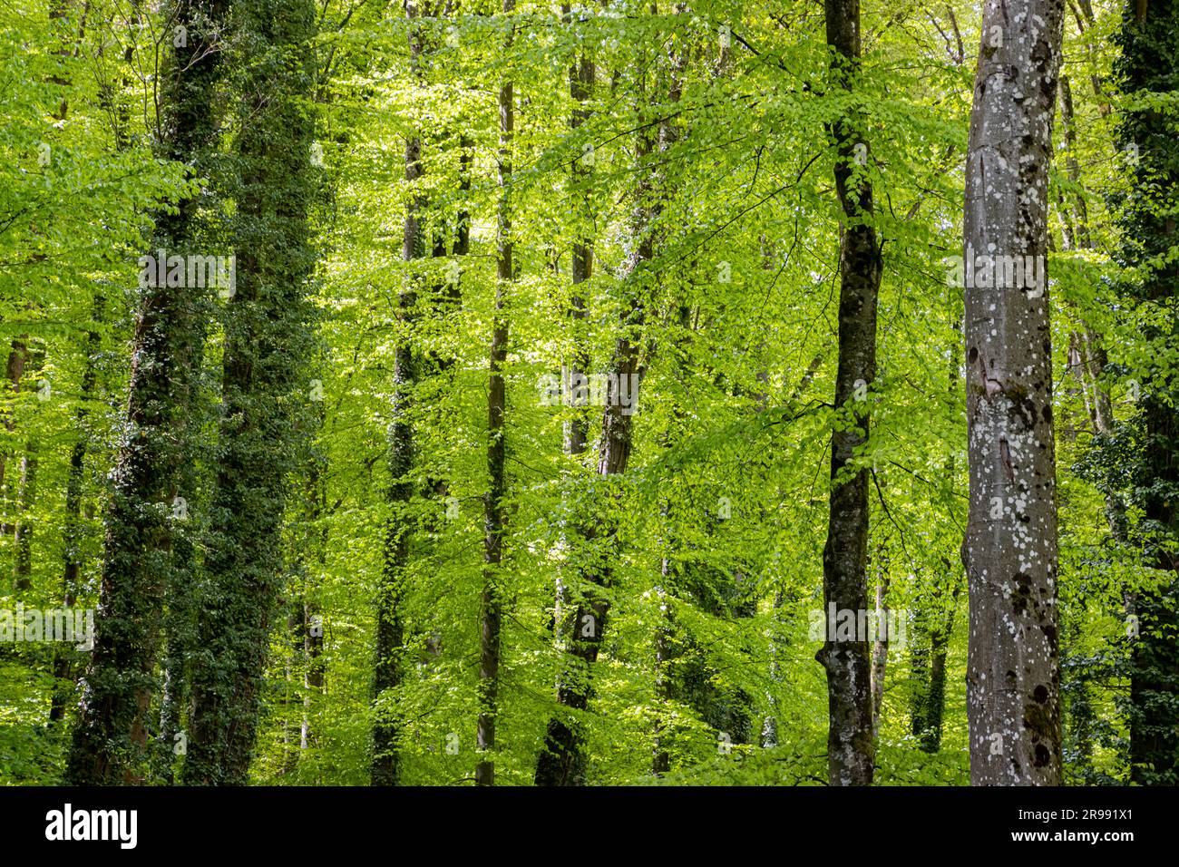 Foglie verdi accese in una foresta Foto Stock