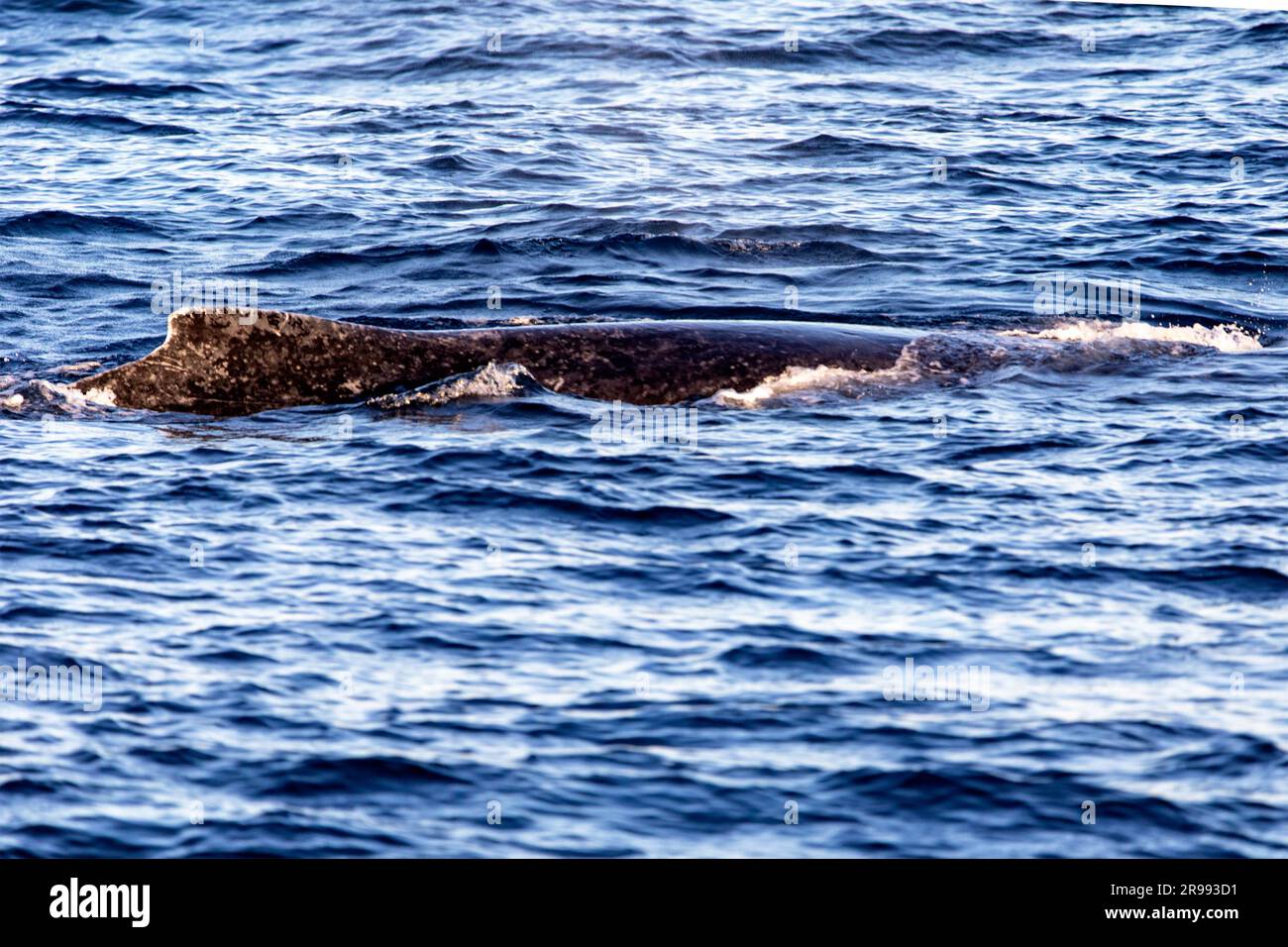 Balena che emerge dalle profondità per respirare vicino al Cape Saint Luke Arch nel Golfo della California che separa il Mare di Cortez dal Pacifico oC Foto Stock