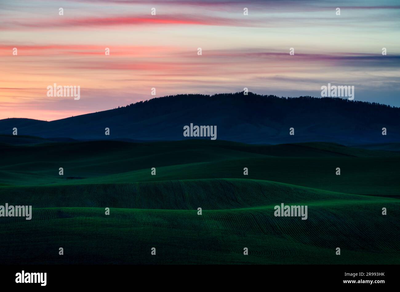 Campi ondulati di grano e Kamiak Butte al tramonto, Whitman County, Washington, USA. Foto Stock