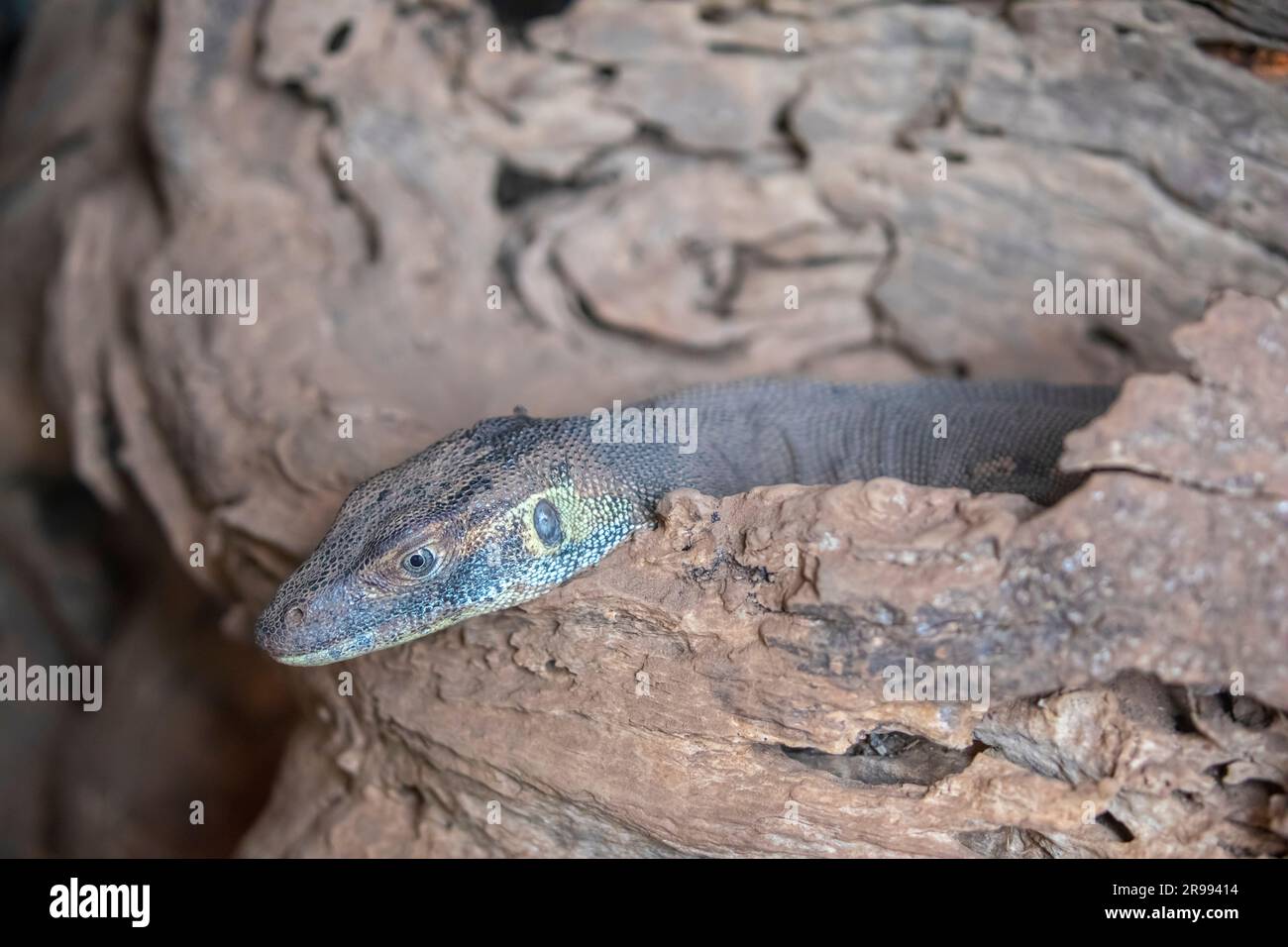Immagine ravvicinata del monitor dell'acqua di Mertens (Varanus mertensi). Una specie di lucertola della famiglia Varanidae. Foto Stock