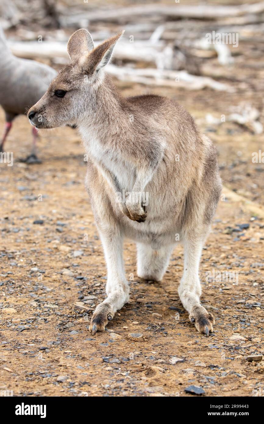 Il canguro grigio orientale (Macropus giganteus) è un marsupiale che si trova nel terzo orientale dell'Australia, con una popolazione di diversi milioni di abitanti. Foto Stock