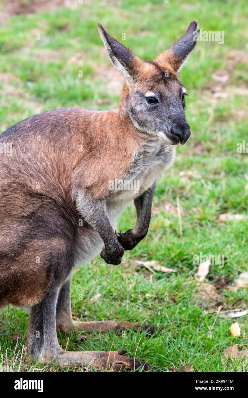 Il wallaby dal collo rosso (Notamacropus rufogriseus) è un macropode marsupiale di medie dimensioni (wallaby), comune nei più temperati e fertili Foto Stock