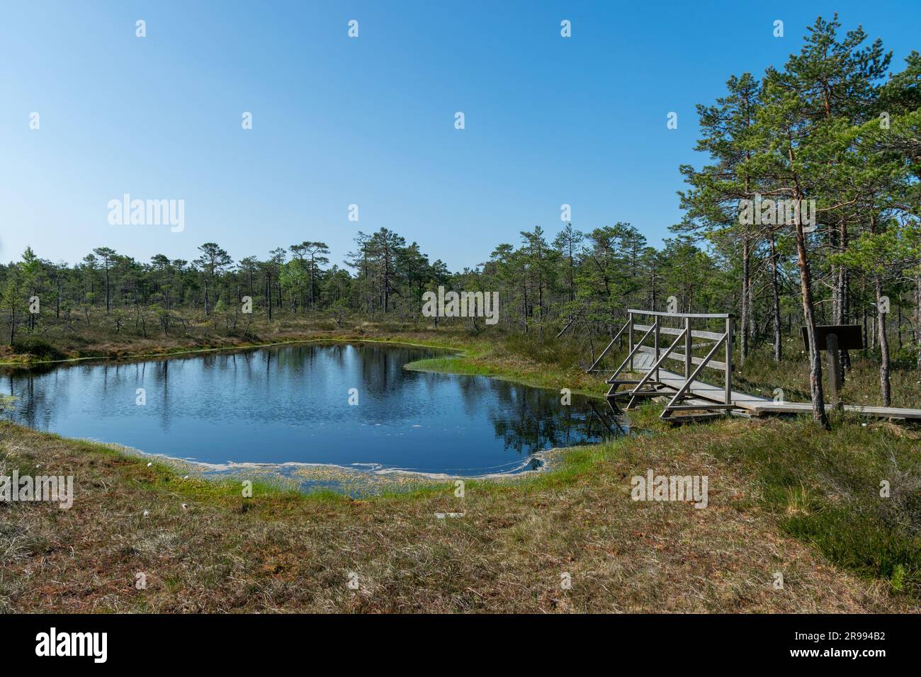 paesaggio paludoso, vegetazione paludosa dai colori primaverili, piccoli laghi di palude, isole coperte da piccoli pini, erba, muschio, torbiere in un grande sistema di bacini Foto Stock