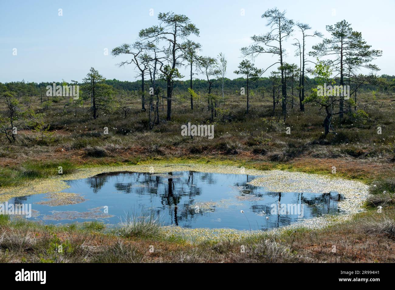 paesaggio paludoso, vegetazione paludosa dai colori primaverili, piccoli laghi di palude, isole coperte da piccoli pini, erba, muschio, torbiere in un grande sistema di bacini Foto Stock
