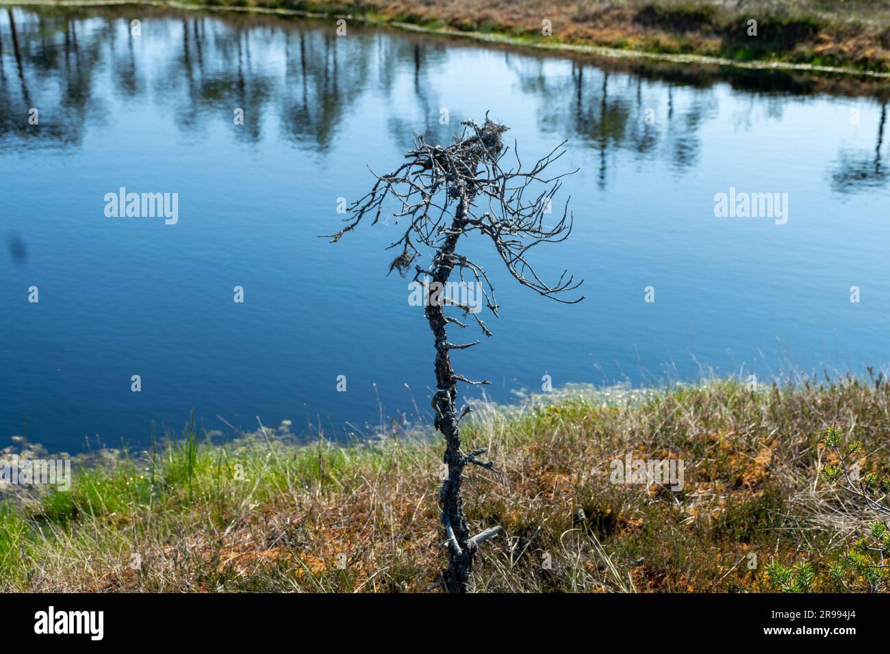 paesaggio paludoso, vegetazione paludosa dai colori primaverili, piccoli laghi di palude, isole coperte da piccoli pini, erba, muschio, torbiere in un grande sistema di bacini Foto Stock