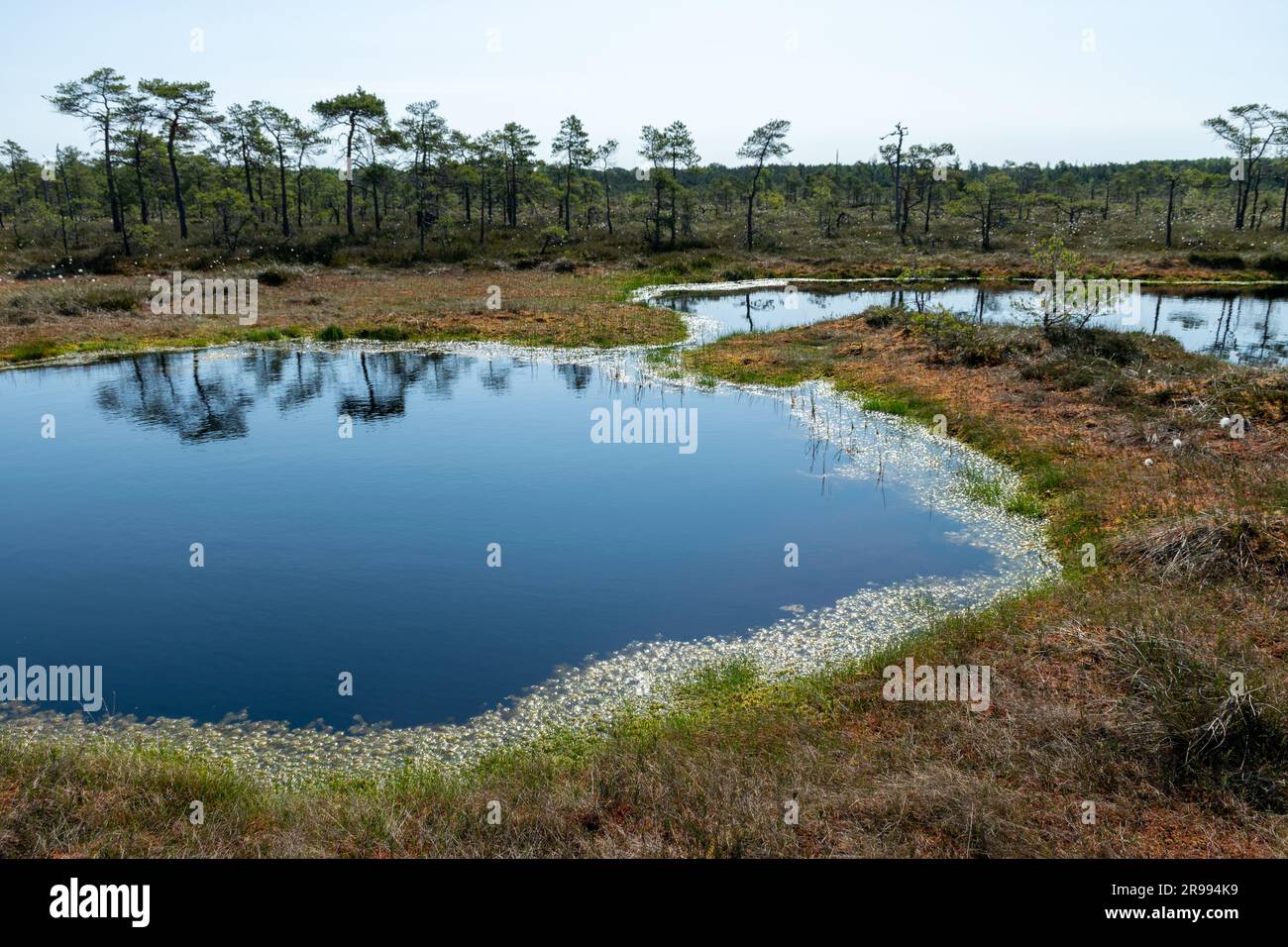 paesaggio paludoso, vegetazione paludosa dai colori primaverili, piccoli laghi di palude, isole coperte da piccoli pini, erba, muschio, torbiere in un grande sistema di bacini Foto Stock