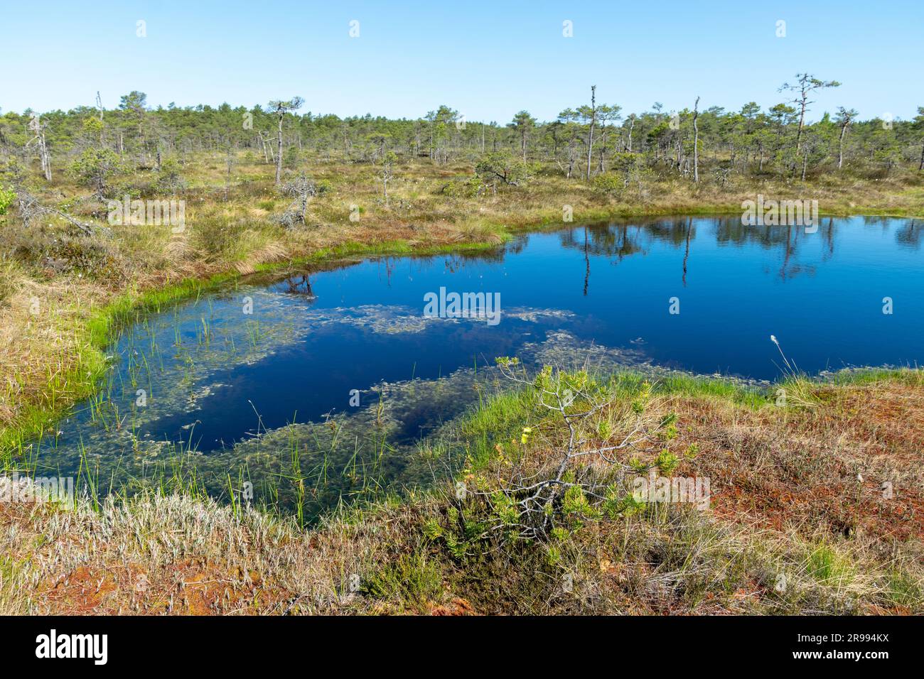 paesaggio paludoso, vegetazione paludosa dai colori primaverili, piccoli laghi di palude, isole coperte da piccoli pini, erba, muschio, torbiere in un grande sistema di bacini Foto Stock