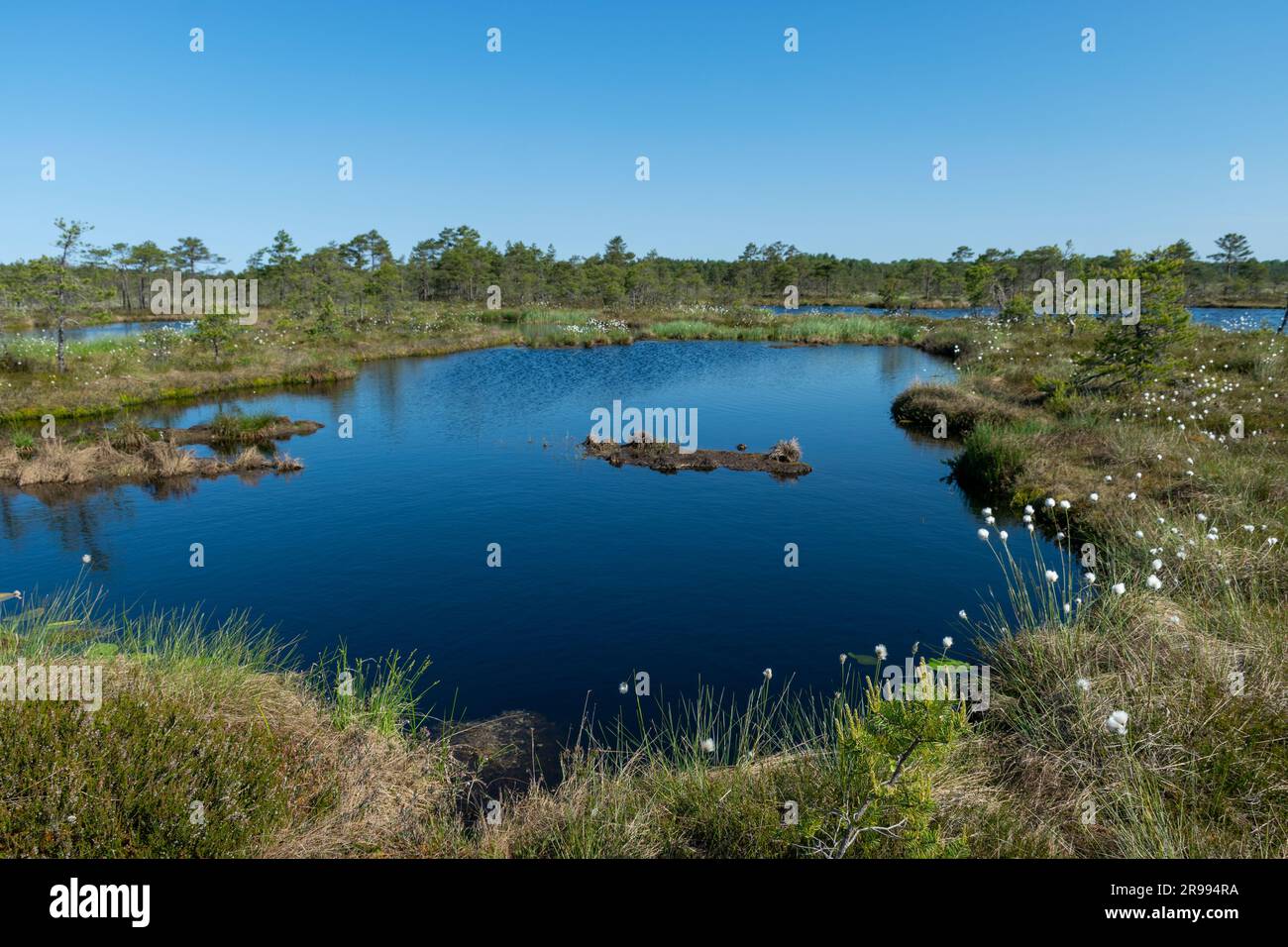 paesaggio paludoso, vegetazione paludosa dai colori primaverili, piccoli laghi di palude, isole coperte da piccoli pini, erba, muschio, torbiere in un grande sistema di bacini Foto Stock